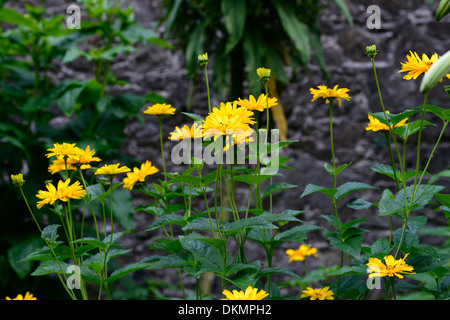 Heliopsis helianthoides var scabra Goldspitze False Sunflower hardy perennial herbaceous plant yellow orange flowers blooms Stock Photo