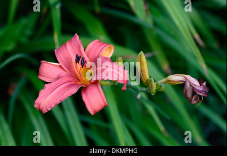 hemerocallis stafford Day Lily red orange flower flowering blooming daylilies daylily perennial Stock Photo
