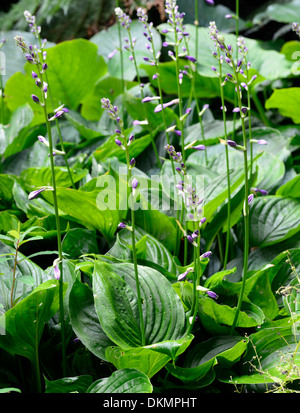 Hosta Ventricosa plantain lily lilies green foliage herbaceous perennial Stock Photo