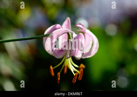 lilium lankongense lily lilies pink white flowers speckled markings petals bulbs plant portraits closeup turks cap Stock Photo