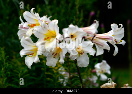 lilium regale regal lily lilies white flowers flowering blooms scented scents fragrant fragrance summer perennial bulb Stock Photo