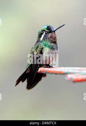 A male Purple Throated Mountain Gem (Lampornis calolaemus) hummingbird at a feeding station. Monteverde Cloud Forest Reserve Stock Photo