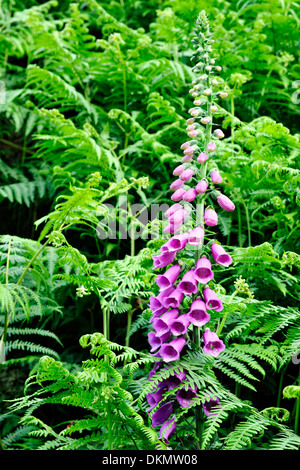 Fellside foxglove in a stand of unfurling bracken, Wharfedale, Yorkshire Dales National Park, England Stock Photo