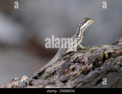 A lizard on driftwood on the beach of Isla del Cano, Drake Bay, Corcovado National Park, Golfito, Costa Rica. Stock Photo