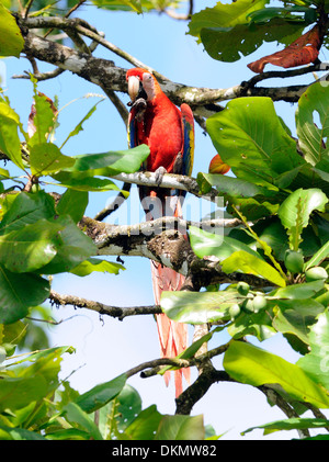 A Scarlet Macaw (Ara macao) feeding on the fruit, almendra, of an almond tree (Terminalia catappa), almendro. . Stock Photo