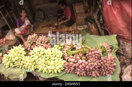 kolkata flower market  [Land] [Pt] [PH] pink,white lotus buds for bulk sale. Stock Photo