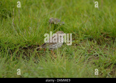 Meadow pipit (Anthus pratensis) foraging on ground Stock Photo