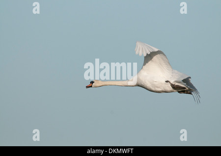 Mute swan (Cygnus olor). Adult bird in flight. Stock Photo