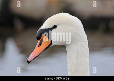 Mute swan (Cygnus olor). Head of adult Stock Photo