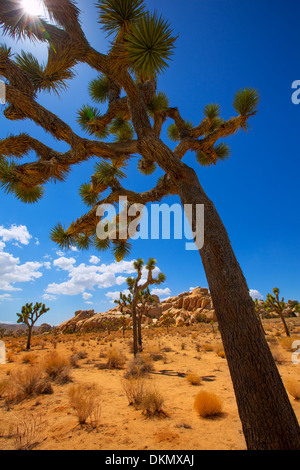 Joshua Tree National Park Yucca Valley in Mohave desert California USA Stock Photo