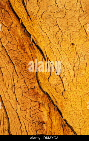 weathered split wood grain on an old pine tree Stock Photo