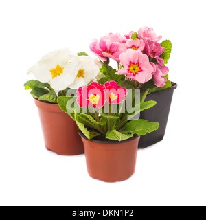 primula flowers in pots isolated on white Stock Photo