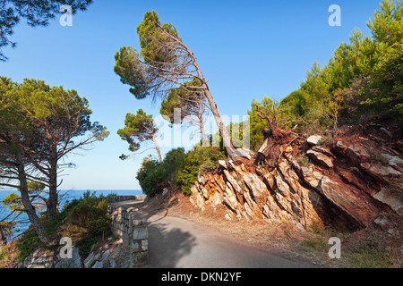 Coastal road with pine trees growing on mountains Stock Photo