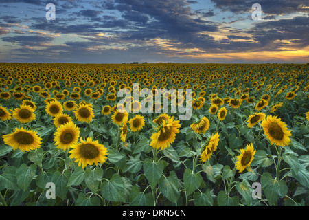 This sunflower field was captures a little after sunset in central Texas. Stock Photo