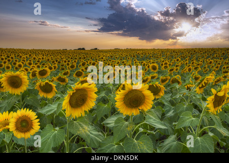 This sunflower field at sunset was captured in central Texas on a warm June evening. Stock Photo