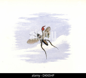 An elf flying away on an insect. Stock Photo