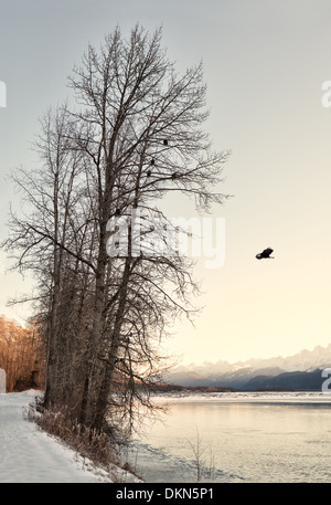 Bald eagles in the Chilkat Bald Eagle Preserve in cottonwood trees along the river on a winter day. Stock Photo