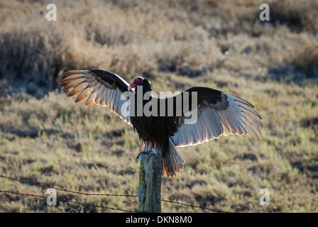 Turkey Vulture (Cathartes aura) sitting on fence post spreading its wings to warm itself in the morning. Stock Photo