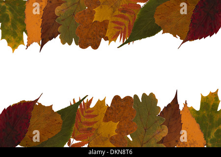Picture of autumn leaves on a white background. Stock Photo