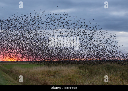 Starlings, Denmark, Europe / Sturnus vulgaris Stock Photo