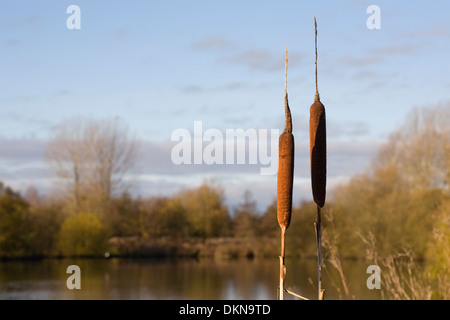 Typha latifolia. Bulrushes at the edge of a lake on a Winter's morning. Stock Photo