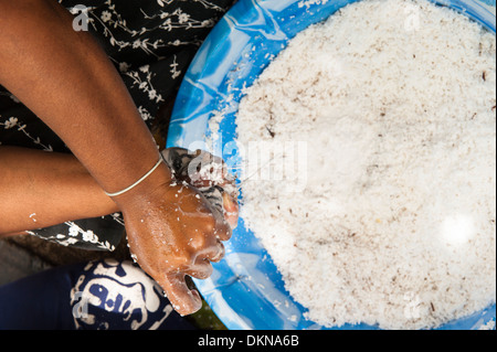 woman squeezing grated coconut to make coconut cream in which to cook food for a feast,  Namuka-i-Lau, Lau Islands, Fiji. Stock Photo