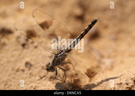 Dragon Fly resting on the ground of the desert .