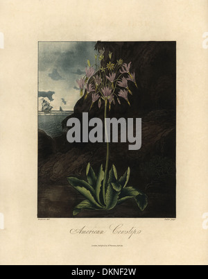 American cowslip, Dodecatheon meadia. Stock Photo