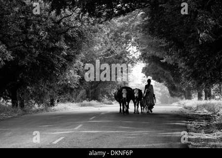Rural Indian village woman walking along a road with cows in the Indian countryside. Andhra Pradesh, India . Black and white. Stock Photo