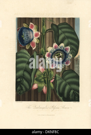 Quadrangular passion flower, Passiflora quadrangularis. Stock Photo