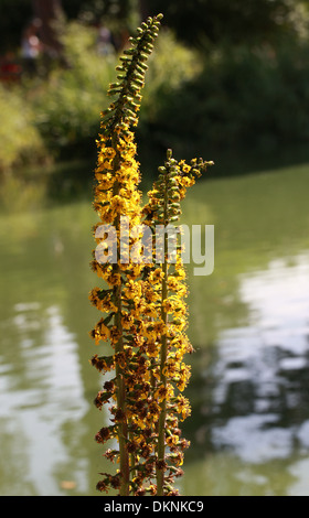 Dark Mullein, Verbascum nigrum, Scrophulariaceae. UK Stock Photo