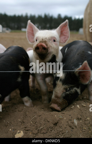 Three piglets rooting in the mud by an electric fence on a free range outdoor farm. Stock Photo