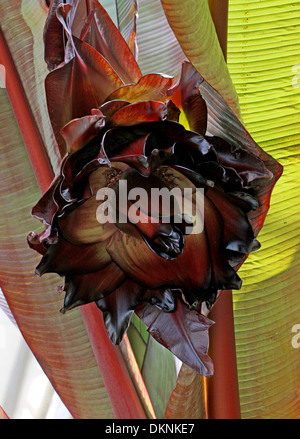 Flower of the Ethiopian Banana, Abyssinian Banana, False Banana, or Ensete, Ensete ventricosum 'Maurelii', Muscaceae. Africa. Stock Photo