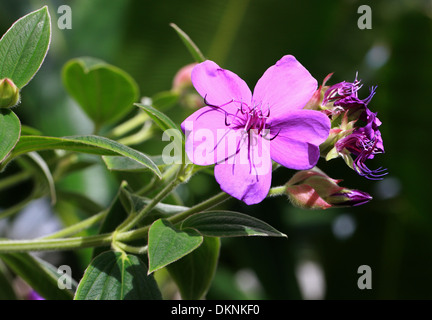 Glory Bush, Tibouchina organensis, Melastomataceae. Southeast Brazil, South America. Stock Photo