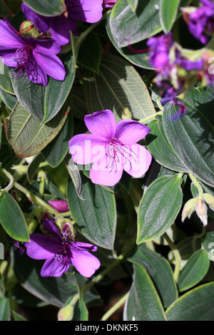 Glory Bush, Tibouchina organensis, Melastomataceae. Southeast Brazil, South America. Stock Photo