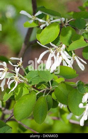 Snowy Mespilus, shadbush, shadwood,  juneberry, Gewöhnliche Felsenbirne, Felsenmispel, Amelanchier ovalis, Amelanchier vulgaris Stock Photo