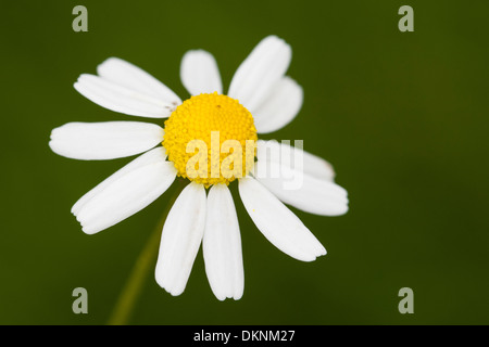 Echte Kamille (Matricaria recutita Stock Photo - Alamy