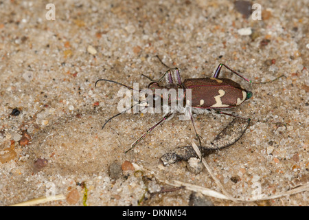 northern dune tiger beetle, Dünen-Sandlaufkäfer, Brauner Sandlaufkäfer, Sand-Laufkäfer, Cicindela hybrida, ground beetles Stock Photo