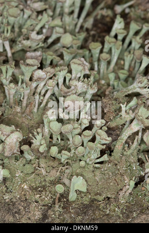 Cup Lichen, Echte Becherflechte auf einem alten Zaunpfahl, Totholz, Cladonia pyxidata s.l. Stock Photo