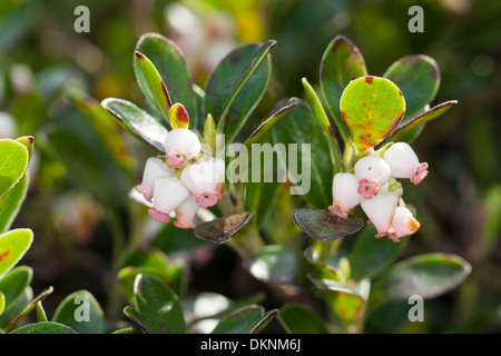 Bearberry, Mountain Cranberry, Echte Bärentraube, Immergrüne Bärentraube, Arctostaphylos uva-ursi, Busserolle, Raisin d´ours Stock Photo