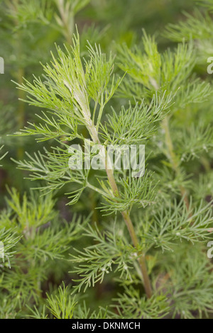 southernwood, lad's love, southern wormwood, Eberraute, Artemisia abrotanum Stock Photo
