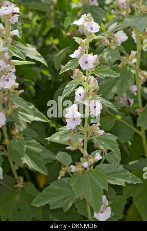 marshmallow, marsh-mallow, marsh mallow, common marshmallow, Echter Eibisch, Arznei-Eibisch, Althaea officinalis Stock Photo