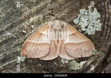 Fox moth, female, Brombeerspinner, Brombeer-Spinner, Weibchen, Macrothylacia rubi, Glucken, Lasiocampidae Stock Photo