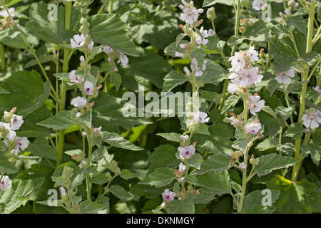 marshmallow, marsh-mallow, marsh mallow, common marshmallow, Echter Eibisch, Arznei-Eibisch, Althaea officinalis Stock Photo