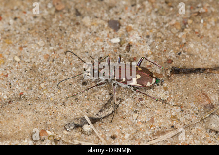 northern dune tiger beetle, Dünen-Sandlaufkäfer, Brauner Sandlaufkäfer, Sand-Laufkäfer, Cicindela hybrida, ground beetles Stock Photo