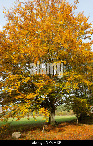European beech, autumn foliage, fall foliage, autumn colors, Buche im Herbst, Herbstfärbung, Rotbuche, Fagus sylvatica Stock Photo