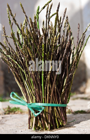 bunch of fresh wild asparagus ready for use Stock Photo