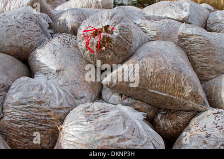 A huge pile of wet, bagged oak tree leaves in autumn Stock Photo