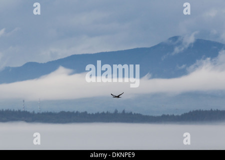 Common Loon (Great Northern Diver) Gavia immer in flight against the backdrop of Vancouver Island, British Columbia, Canada Stock Photo