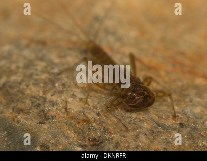 Rhithrogena clinging mayfly nymph underwater photographed in photographic aquarium Stock Photo